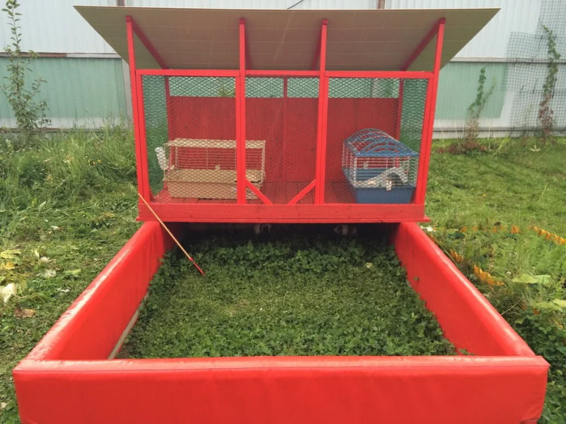 DIY guinea pig cage
