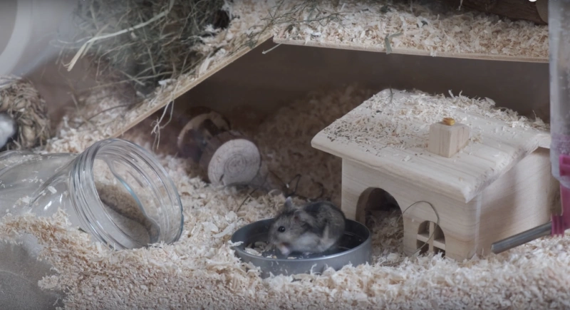 DIY hamster cage