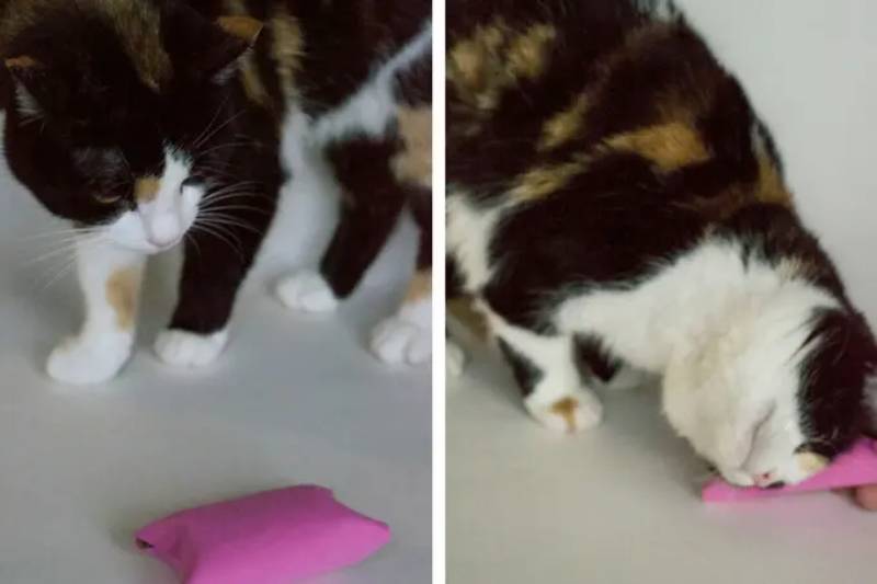DIY cat toy