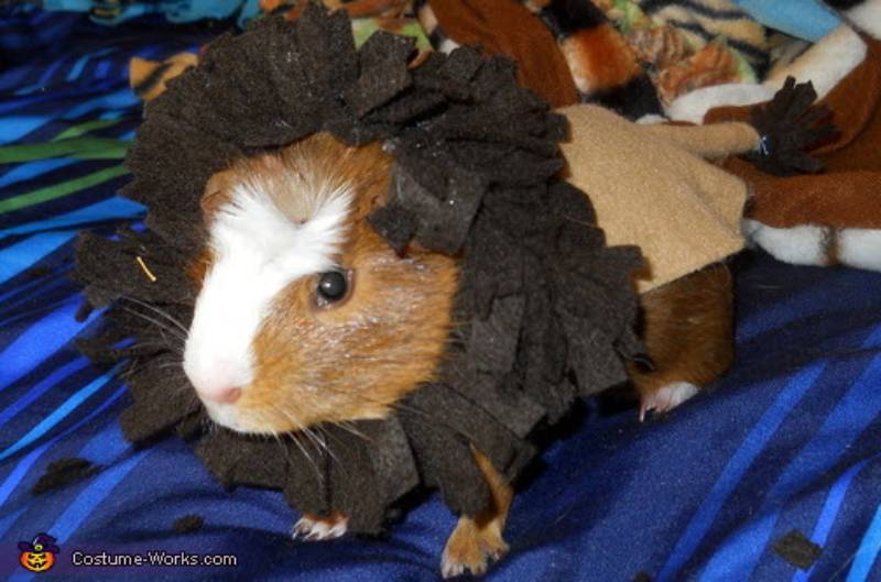 DIY guinea pig lion costume