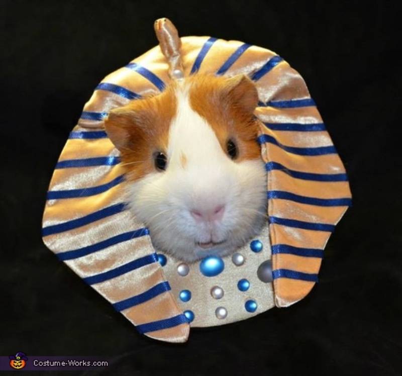 DIY pharaoh pig costume