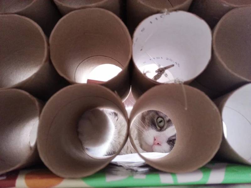 DIY toilet paper roll puzzle toy