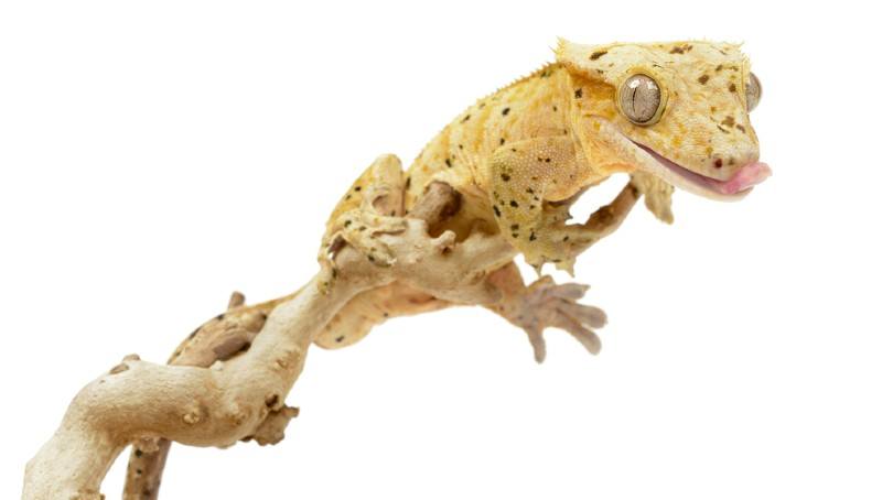 Dalmatian Crested Gecko