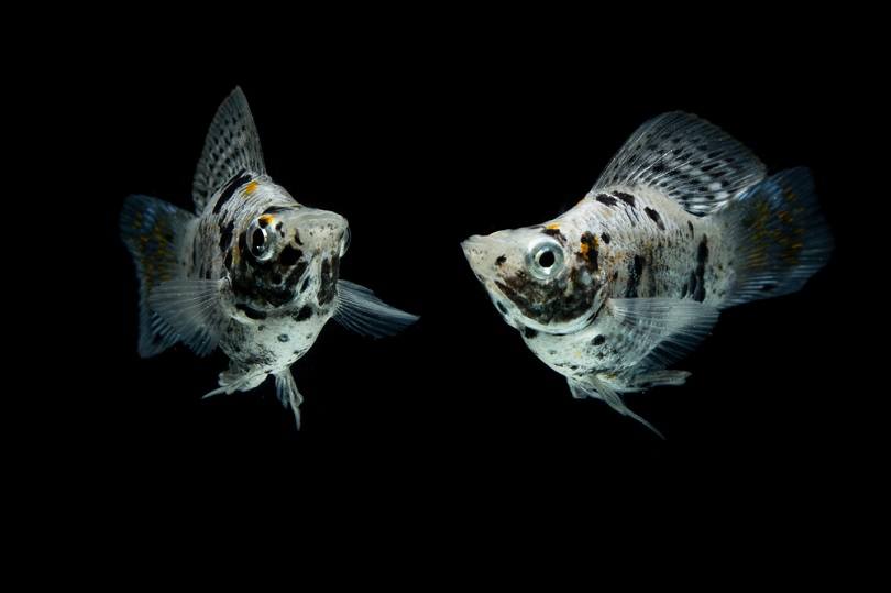 Dalmatian platy_Dany Kurniawan_shutterstock