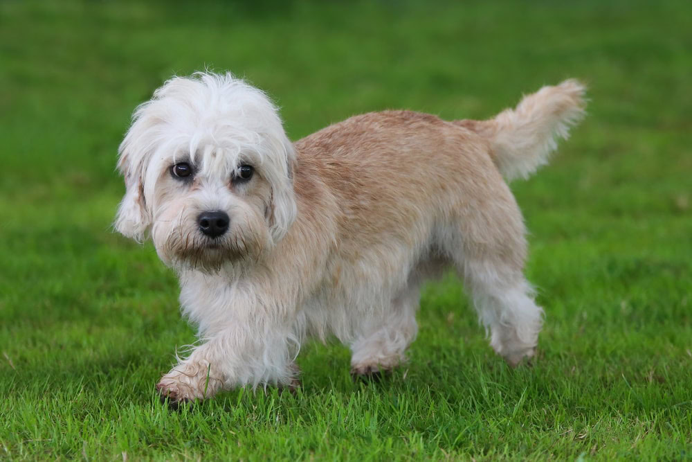 Dandie Dinmont Terrier puppy