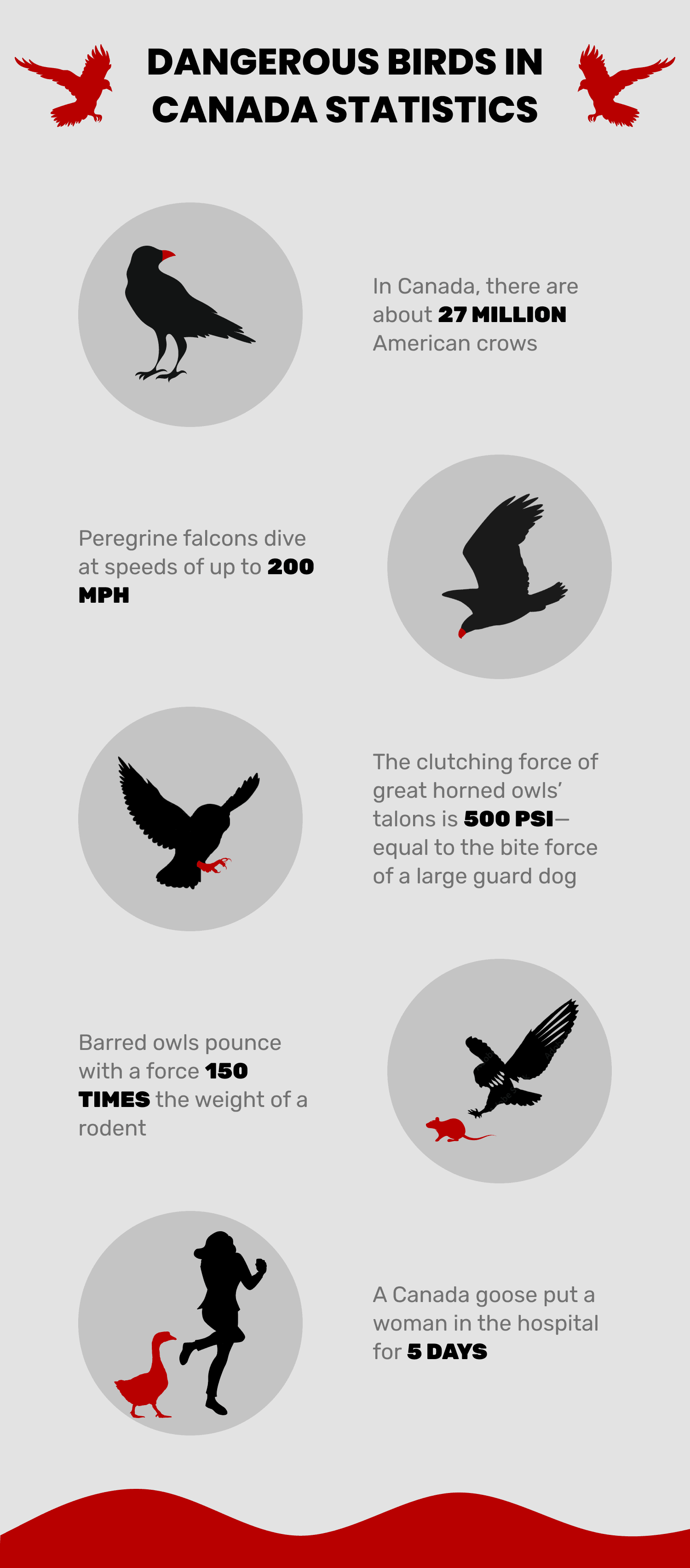 most dangerous birds in Canada