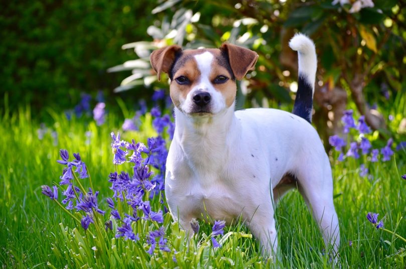 Danish Swedish Farmdog