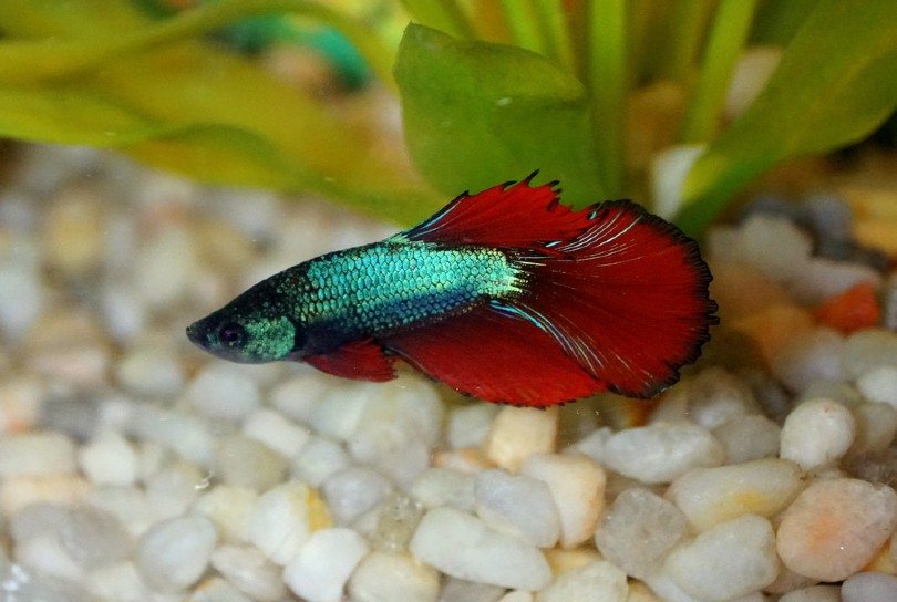 Delta Tail Betta Fish_Khairil Azhar Junos_Shutterstock