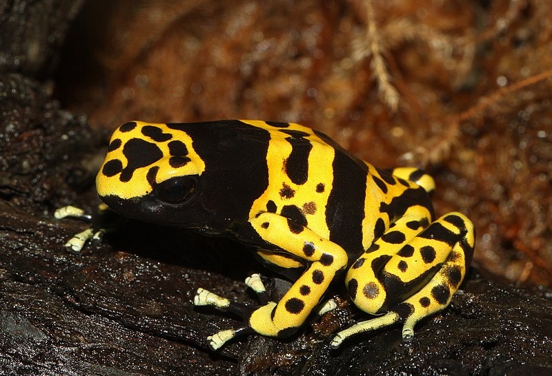 Dendrobates-leucomelas