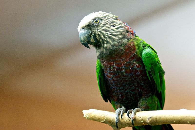 Deroptyus accipitrinus