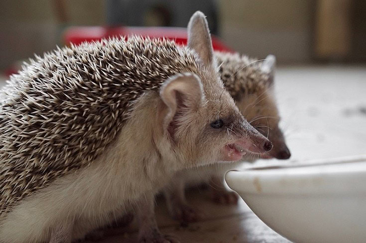 Desert Hedgehog