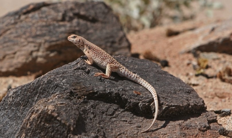 Desert Iguana on rock