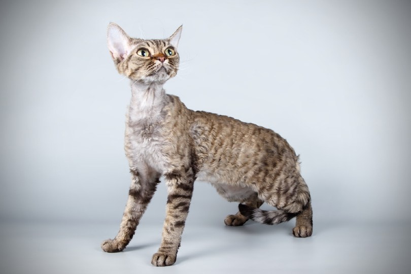 Devon Rex cat looking up