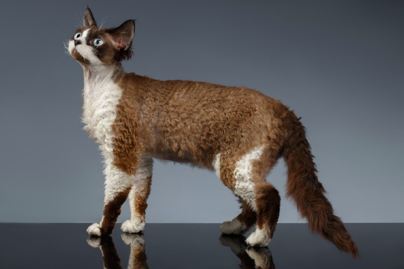 Devon Rex stands on gray background