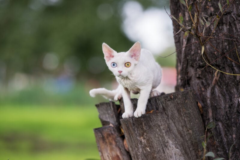 Devon Rex with different eye color