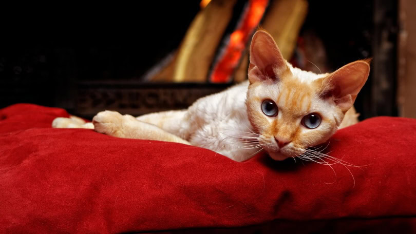 Devon rex cat lying on red blanket