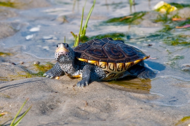 Diamondback terrapin_Jay Ondreicka_Shutterstock