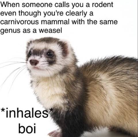 Did You Call Me a Rodent