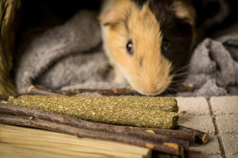 Different type of chew stick for guinea pig