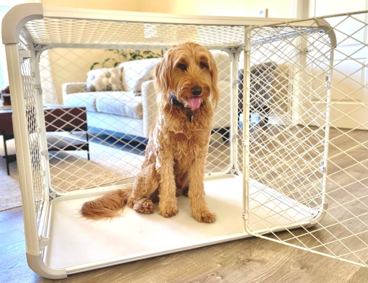 Diggs Evolv Dog Crate - micah sitting in the crate