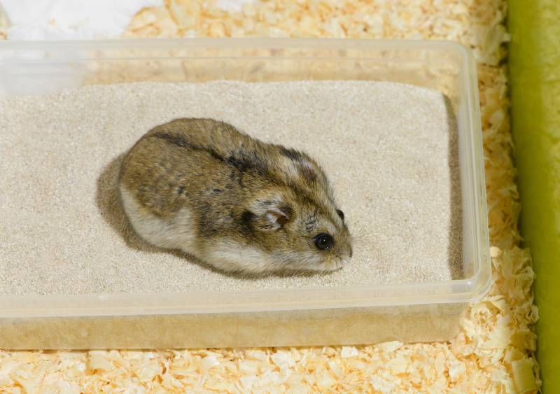 Djungarian dwarf hamster is in the bathing sand in its cage