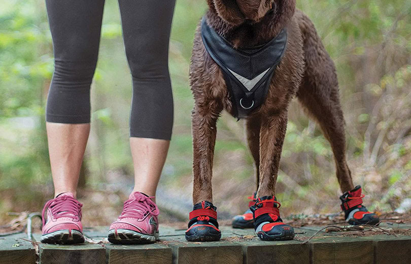 Dog Boots