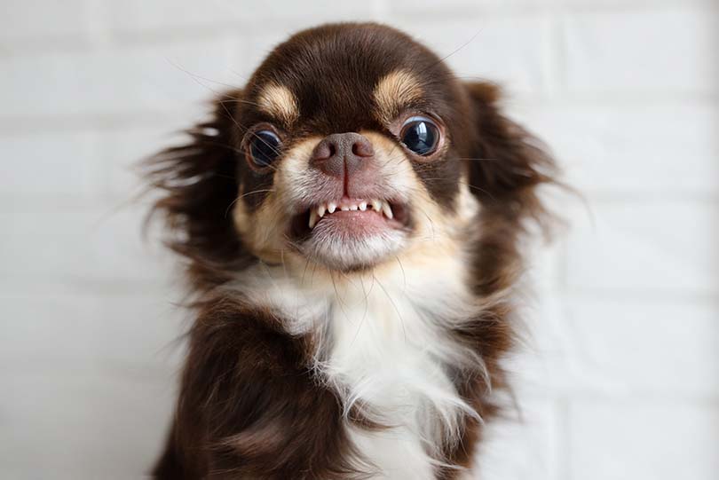 Dog Chattering Teeth