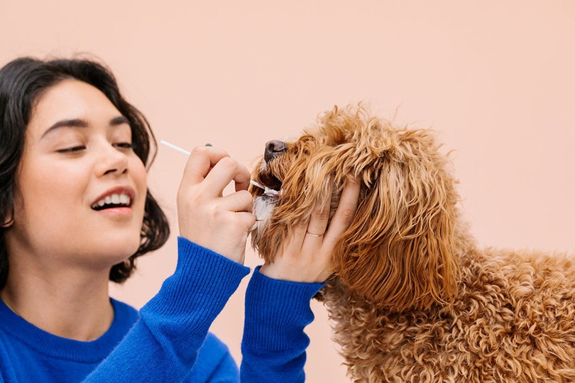 Dog Dna Test