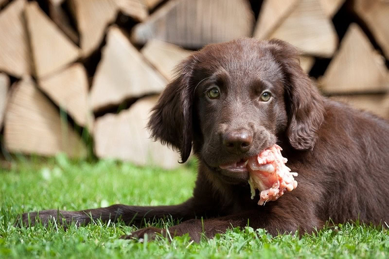 Dog Eating Outside
