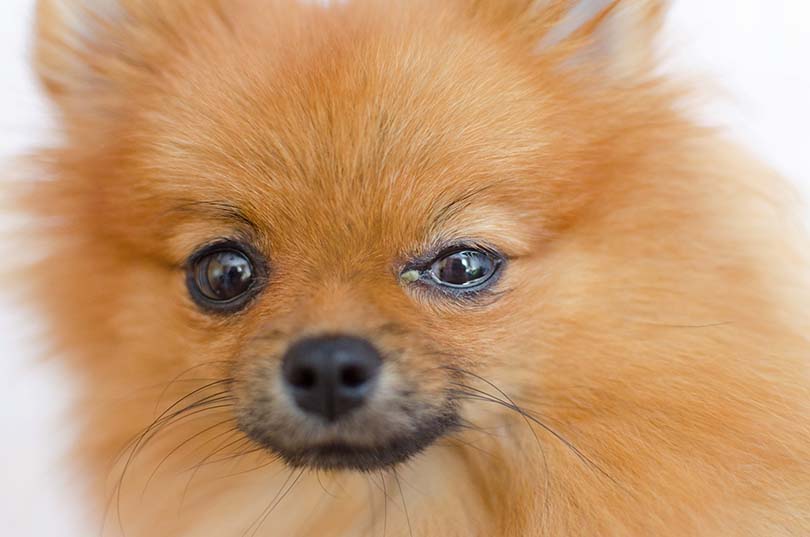 Dog Eye Problem