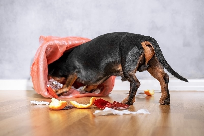 Dog Head in Trash