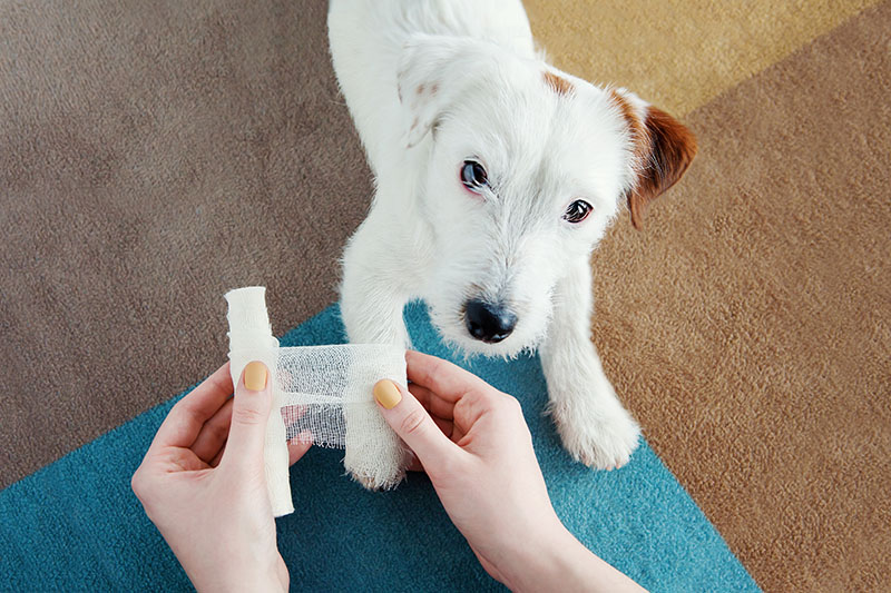 Dog Jack Russell Terrier getting bandage after injury on his leg at home