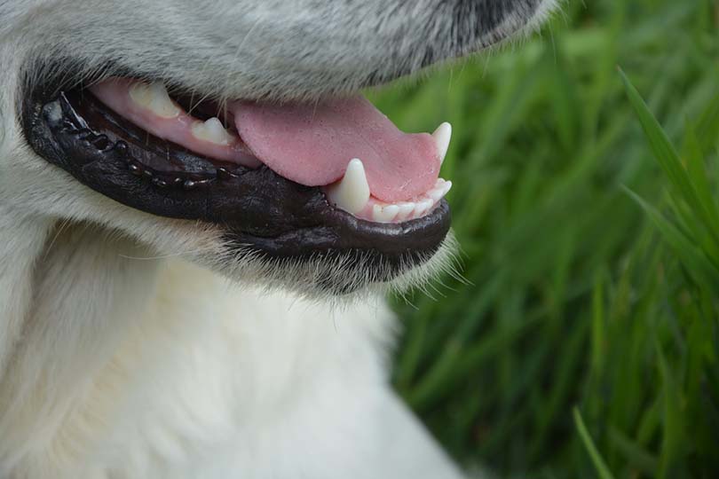 Dog Mouth