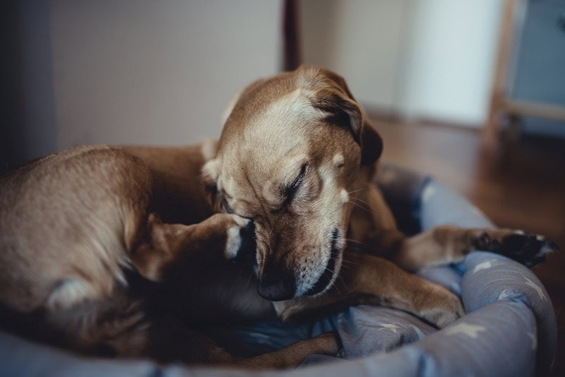 dog scratching itself