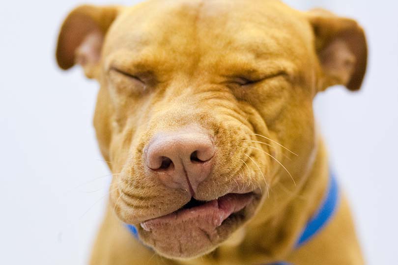 Dog Sneeze