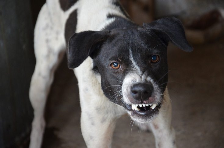 Dog-angry