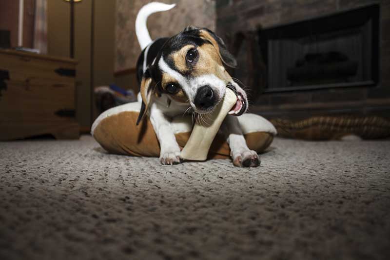 Dog chewing on bone treat
