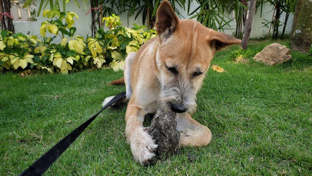 Dog eating rocks