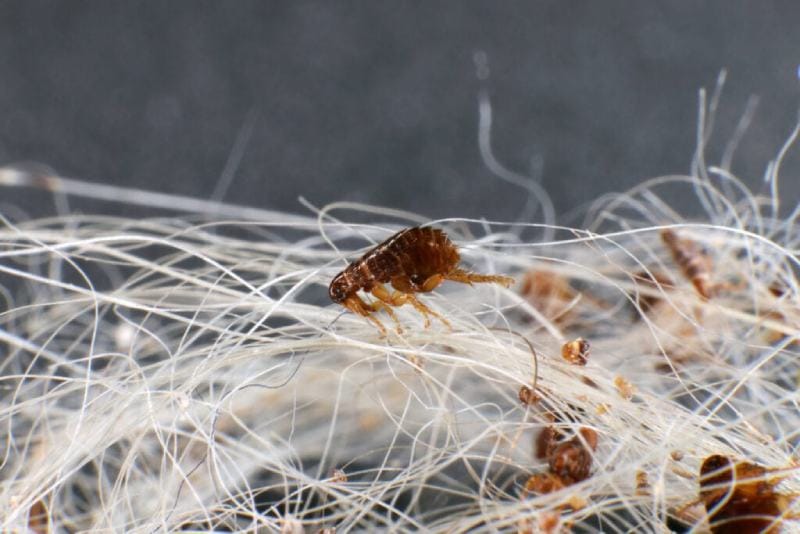 Dog fleas up close
