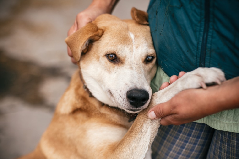 Dog hugging owner