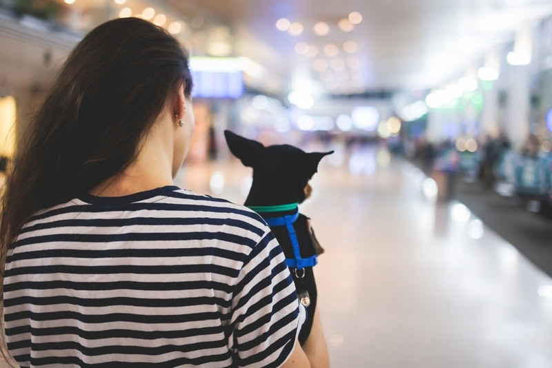 Dog in the airport hall near luggage suitcase baggage, concept of travelling with pets