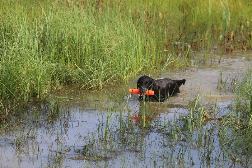 Dog in the wet field