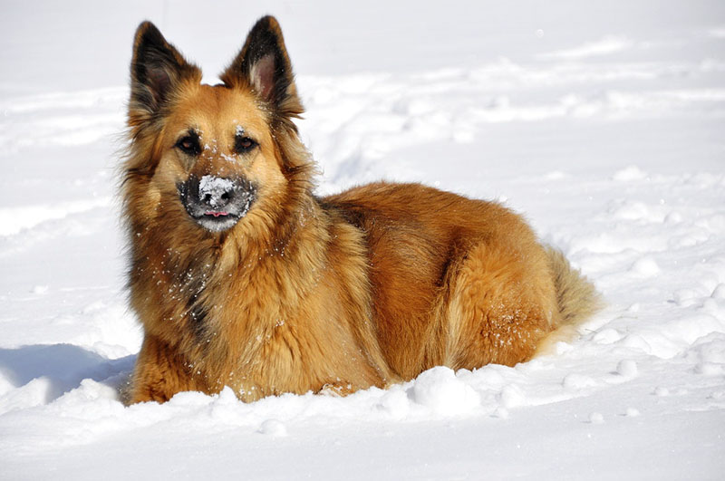 Dog playing in the snow