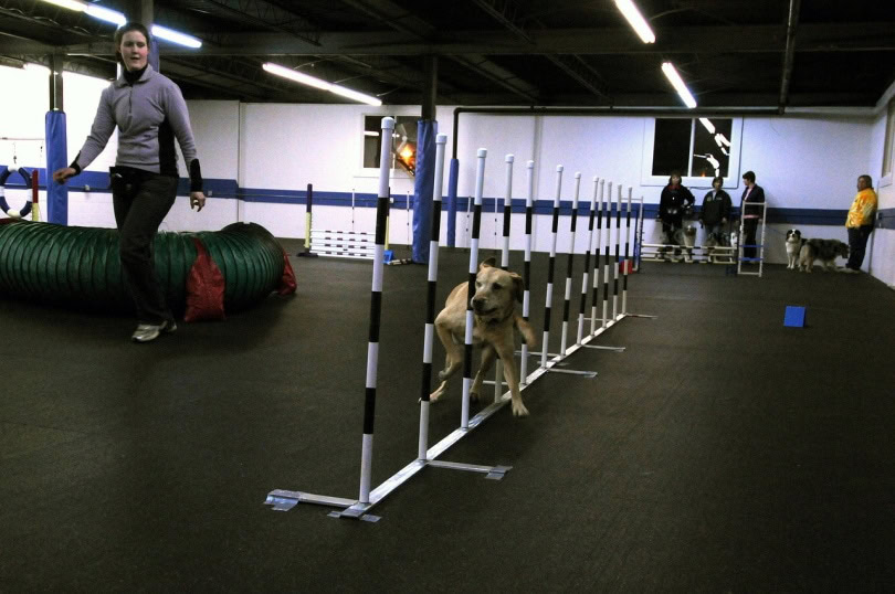 Dog running the pole obstacle course
