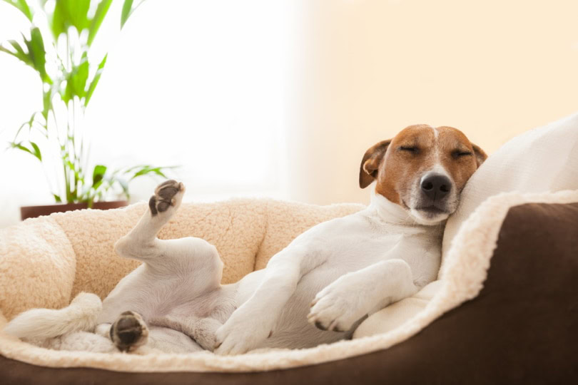 Dog sleeping with leg raised