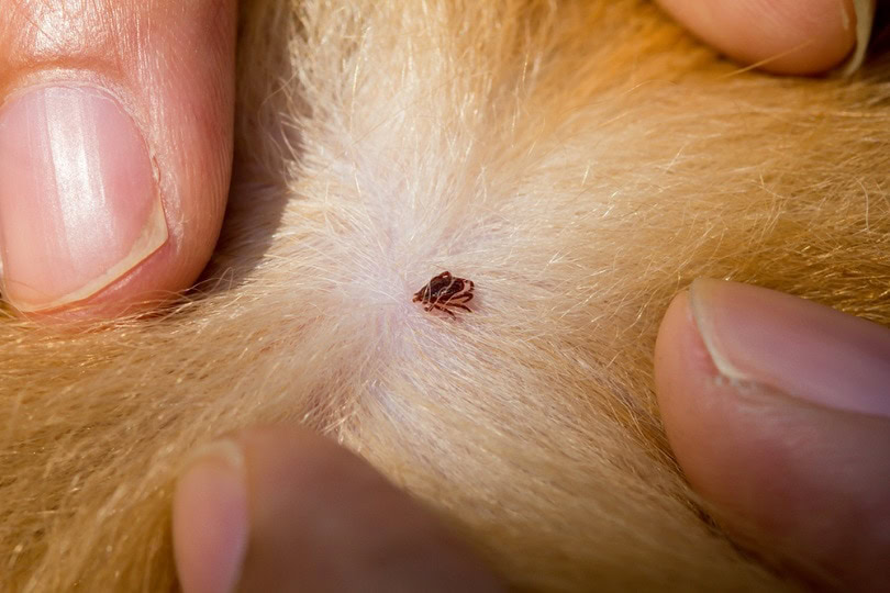 Dog-tick_Koy_Hipster_shutterstock