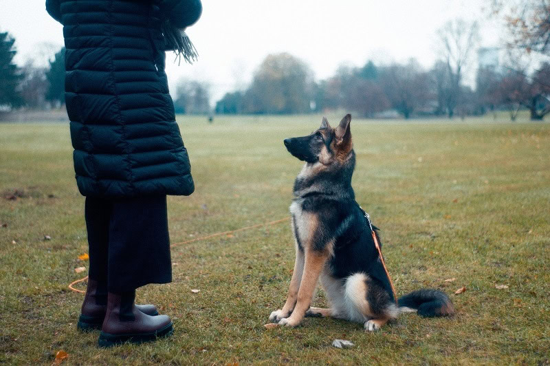 Dog training