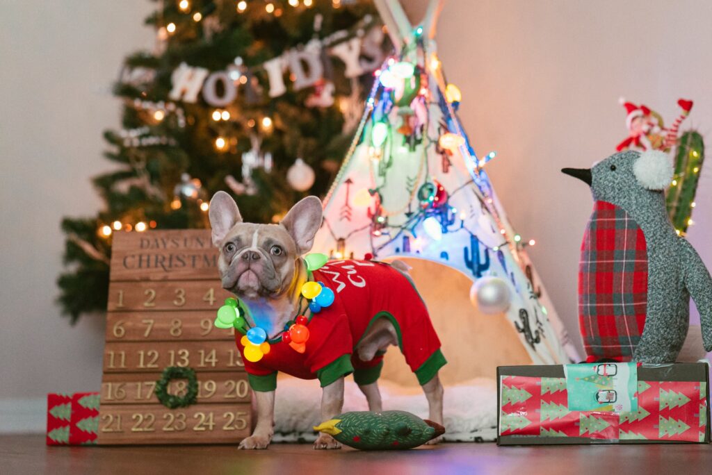 Dog with christmas backdrop