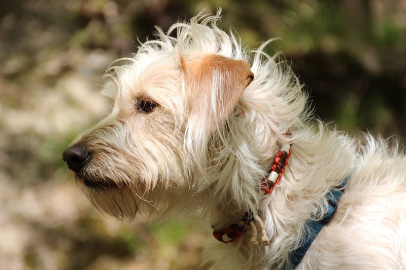 Dog with flea Collar