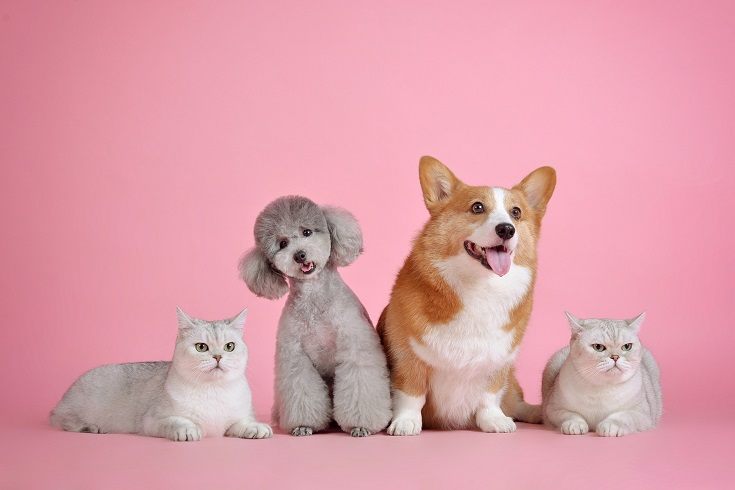 Dogs and Cats